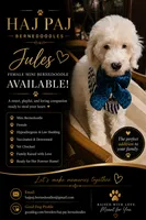 Jules, a female Bernedoodle for sale in Jacksonville Beach, FL – 3 of 6