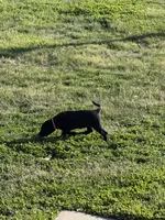 Barbie , a female Labrador Retriever for sale in Madison, SD – 2 of 8