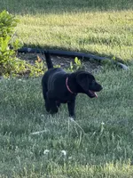Barbie , a female Labrador Retriever for sale in Madison, SD – 3 of 8