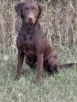 Oakley, a male Labrador Retriever for sale in Madison, SD – 6 of 8