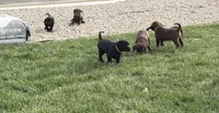 Oakley, a male Labrador Retriever for sale in Madison, SD – 3 of 8