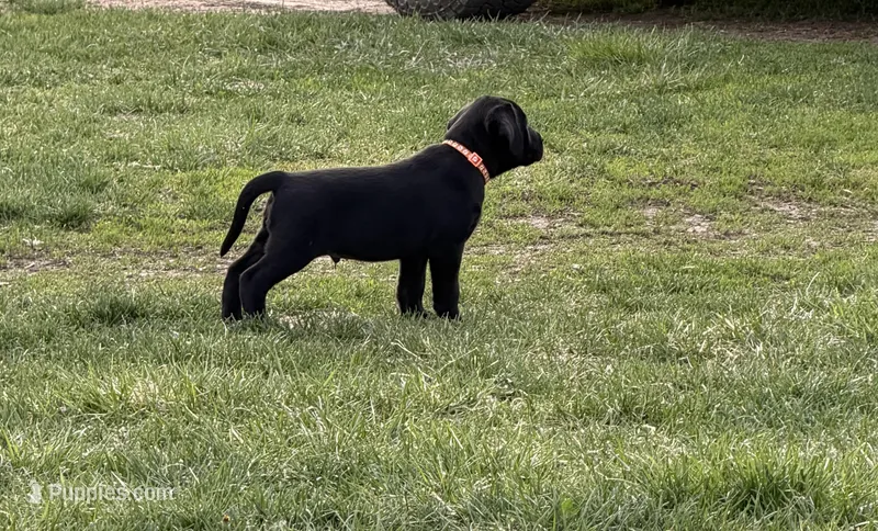 Oakley – Labrador Retriever puppy for sale in Madison, SD