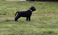 Oakley, a male Labrador Retriever for sale in Madison, SD – 1 of 8