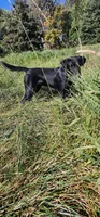 Oakley, a male Labrador Retriever for sale in Madison, SD – 8 of 8