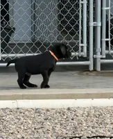 Oakley, a male Labrador Retriever for sale in Madison, SD – 2 of 8