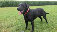 Oakley, a male Labrador Retriever for sale in Madison, SD – 7 of 8