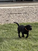 Oakley, a male Labrador Retriever for sale in Madison, SD – 4 of 8