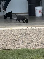 Willow, a female Labrador Retriever for sale in Madison, SD – 3 of 9