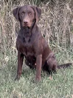 Willow, a female Labrador Retriever for sale in Madison, SD – 5 of 9