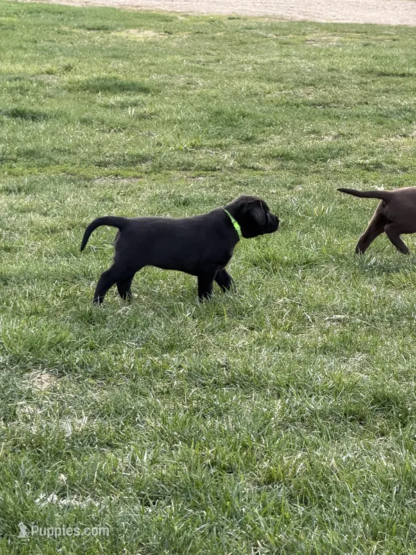 Willow – Labrador Retriever puppy for sale in Madison, SD