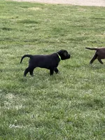 Willow, a female Labrador Retriever for sale in Madison, SD – 1 of 9