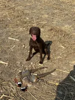 Willow, a female Labrador Retriever for sale in Madison, SD – 7 of 9