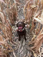 Willow, a female Labrador Retriever for sale in Madison, SD – 6 of 9