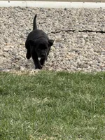 Willow, a female Labrador Retriever for sale in Madison, SD – 4 of 9