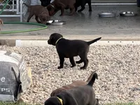 Willow, a female Labrador Retriever for sale in Madison, SD – 2 of 9