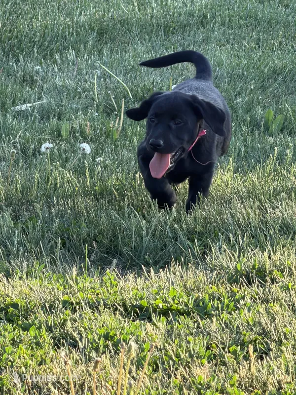 Barbie , a female Labrador Retriever for sale in Madison, SD – 1 of 8