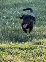 Barbie , a female Labrador Retriever for sale in Madison, SD – 1 of 8