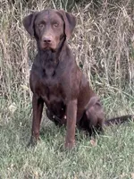 Barbie , a female Labrador Retriever for sale in Madison, SD – 4 of 8