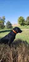 Barbie , a female Labrador Retriever for sale in Madison, SD – 8 of 8