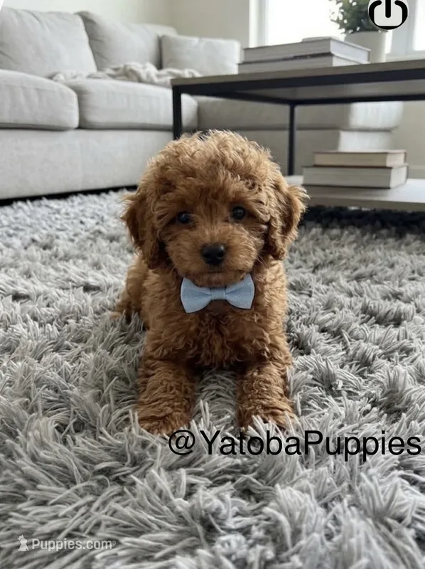 Blue – Poodle - Miniature  puppy for sale in Center Hill, FL