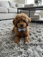 Blue, a male Poodle - Miniature  for sale in Center Hill, FL – 1 of 1