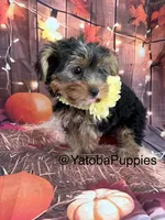 Gorda, a female Yorkshire Terrier for sale in Center Hill, FL – 3 of 3
