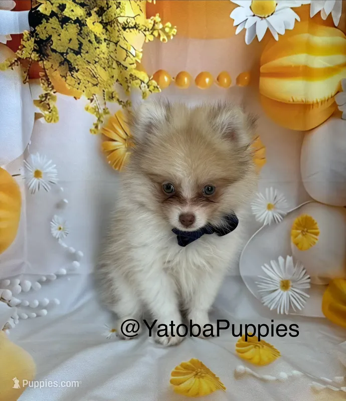 Casper  – Pomeranian puppy for sale in Center Hill, FL