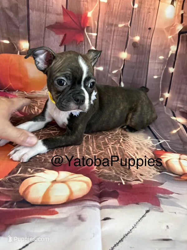 Yellow – Boston Terrier puppy for sale in Center Hill, FL