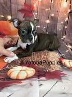 Yellow, a female Boston Terrier for sale in Center Hill, FL – 1 of 2
