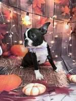 Purple, a female Boston Terrier for sale in Center Hill, FL – 2 of 3