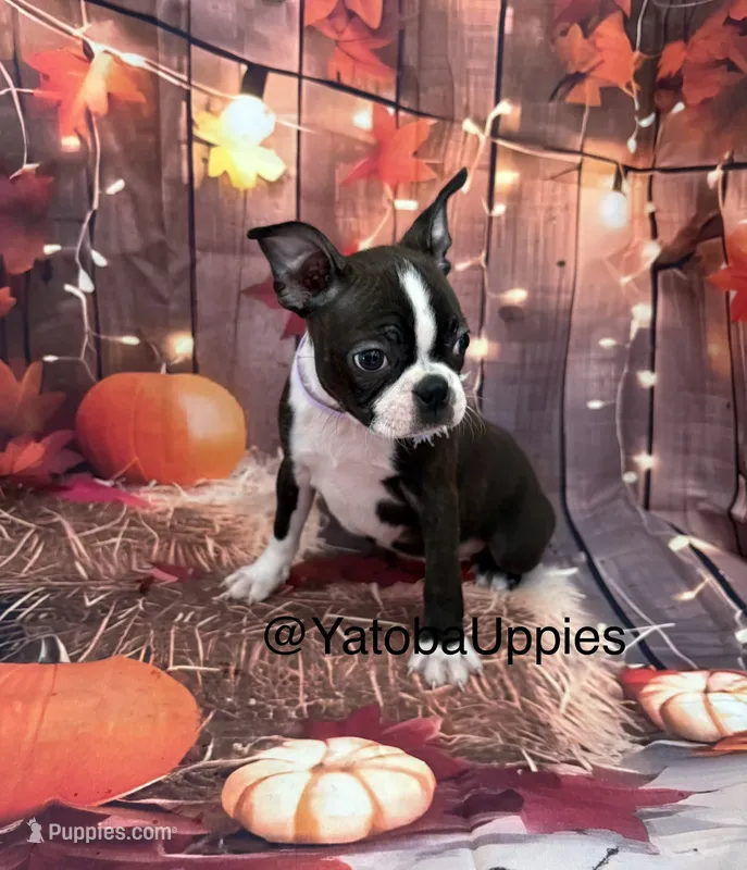 Purple – Boston Terrier puppy for sale in Center Hill, FL