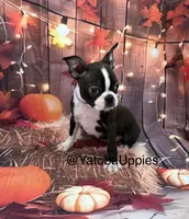Purple, a female Boston Terrier for sale in Center Hill, FL – 1 of 3
