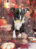 Yellow, a female Boston Terrier for sale in Center Hill, FL – 2 of 2