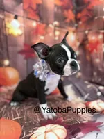 Purple, a female Boston Terrier for sale in Center Hill, FL – 3 of 3