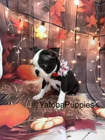 Red, a female Boston Terrier for sale in Center Hill, FL – 2 of 2