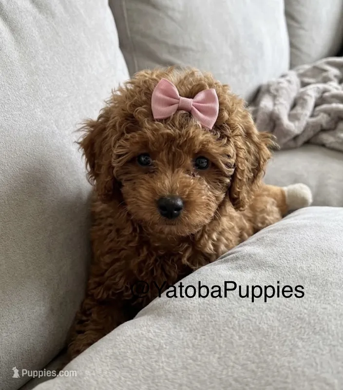 Pink – Poodle - Miniature  puppy for sale in Center Hill, FL