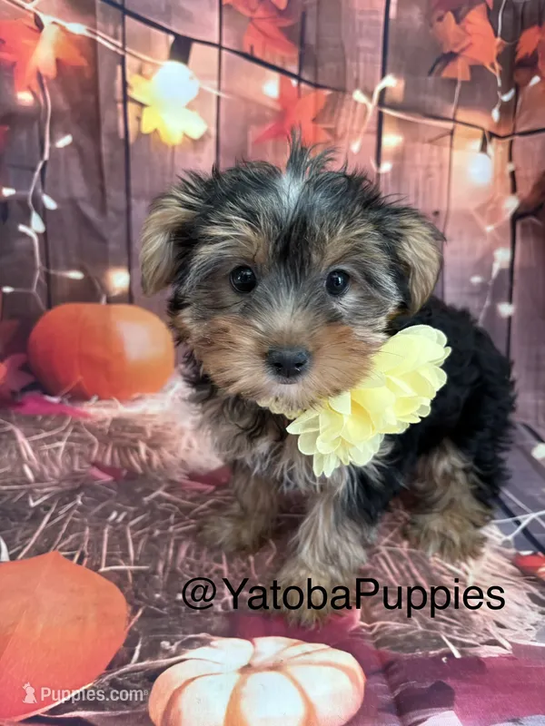 Gorda – Yorkshire Terrier puppy for sale in Center Hill, FL