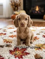 Bruce, a male Miniature Dachshund for sale in Center Hill, FL – 1 of 1