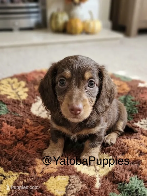 Choco – Miniature Dachshund puppy for sale in Center Hill, FL