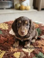 Choco, a male Miniature Dachshund for sale in Center Hill, FL – 1 of 1