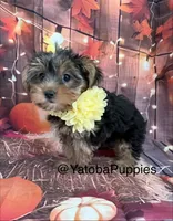 Gorda, a female Yorkshire Terrier for sale in Center Hill, FL – 2 of 3