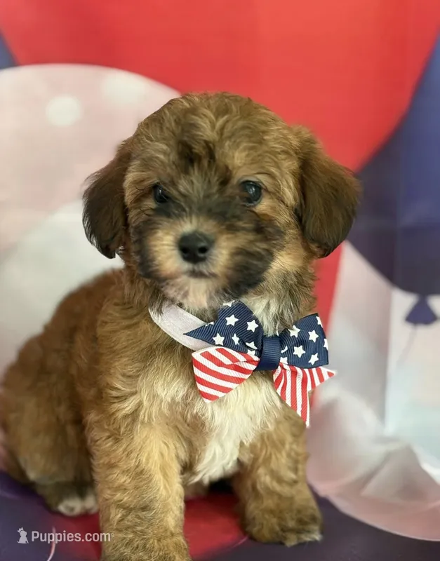 Red – Shihpoo puppy for sale in Center Hill, FL