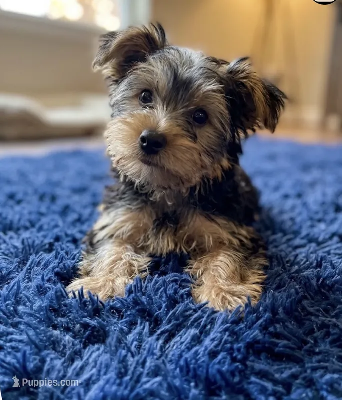 Gordo – Yorkshire Terrier puppy for sale in Center Hill, FL
