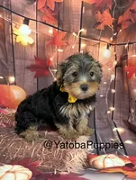 Gordo, a male Yorkshire Terrier for sale in Center Hill, FL – 3 of 3