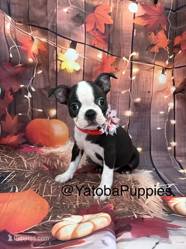 Red – Boston Terrier puppy for sale in Center Hill, FL