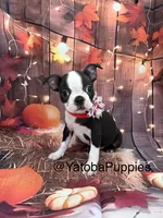 Red, a female Boston Terrier for sale in Center Hill, FL – 1 of 2
