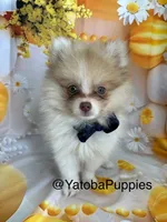 Casper , a male Pomeranian for sale in Center Hill, FL – 3 of 3