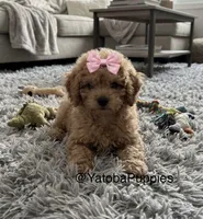 Pink, a female Poodle - Miniature  for sale in Center Hill, FL – 2 of 2