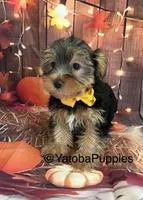 Gordo, a male Yorkshire Terrier for sale in Center Hill, FL – 1 of 3