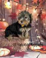 Gordo, a male Yorkshire Terrier for sale in Center Hill, FL – 2 of 3